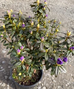 Rhododendron Blue Baron Live Plant – Violet Small Blooms – #2 Container Size – Outdoor Shrub - Image 2