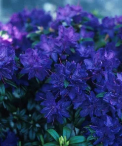 Rhododendron Blue Baron Live Plant – Violet Small Blooms – #2 Container Size – Outdoor Shrub - Image 3