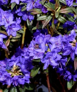 Rhododendron Blue Baron Live Plant – Violet Small Blooms – #2 Container Size – Outdoor Shrub - Image 4