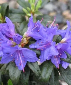 Rhododendron Blue Baron Live Plant – Violet Small Blooms – #2 Container Size – Outdoor Shrub - Image 5