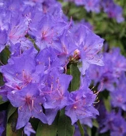Rhododendron Blue Baron Live Plant – Violet Small Blooms – #2 Container Size – Outdoor Shrub - Image 6