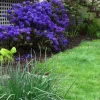 Rhododendron Blue Baron Live Plant – Violet Small Blooms – #2 Container Size – Outdoor Shrub - Image 1