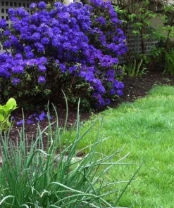 Rhododendron Blue Baron Live Plant – Violet Small Blooms – #2 Container Size – Outdoor Shrub - Image 1
