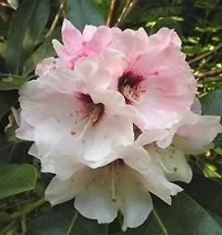 Rhododendron 'Bronze Wing' Live Plant - White/Pink Blooms, Bronze Foliage, #2 Container - Image 2