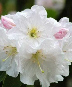 Rhododendron 'Bronze Wing' Live Plant - White/Pink Blooms, Bronze Foliage, #2 Container - Image 3