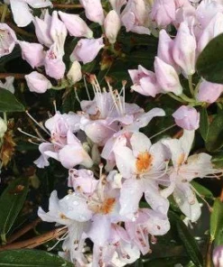 Rhododendron 'Bronze Wing' Live Plant - White/Pink Blooms, Bronze Foliage, #2 Container - Image 4