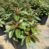 Rhododendron 'Bronze Wing' Live Plant - White/Pink Blooms, Bronze Foliage, #2 Container - Image 1