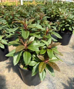 Rhododendron 'Bronze Wing' Live Plant - White/Pink Blooms, Bronze Foliage, #2 Container - Image 1
