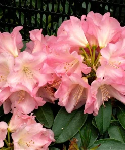 Rhododendron Bruce Brechtbill Live Plant - Pink & White Blooms, 4 ft Mature Height, #2 Container, Outdoor Shrub - Image 2