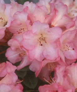 Rhododendron Bruce Brechtbill Live Plant - Pink & White Blooms, 4 ft Mature Height, #2 Container, Outdoor Shrub - Image 3