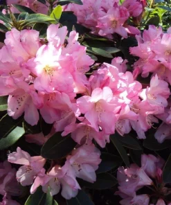 Rhododendron Bruce Brechtbill Live Plant - Pink & White Blooms, 4 ft Mature Height, #2 Container, Outdoor Shrub - Image 4