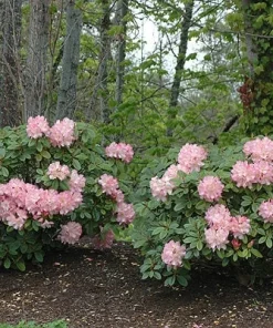 Rhododendron Bruce Brechtbill Live Plant - Pink & White Blooms, 4 ft Mature Height, #2 Container, Outdoor Shrub - Image 5