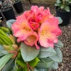 Rhododendron Bruce Brechtbill Live Plant - Pink & White Blooms, 4 ft Mature Height, #2 Container, Outdoor Shrub - Image 1