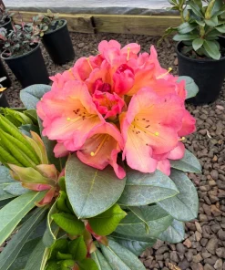 Rhododendron Bruce Brechtbill Live Plant - Pink & White Blooms, 4 ft Mature Height, #2 Container, Outdoor Shrub - Image 1