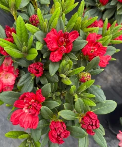 Rhododendron Bruce Briggs Live Plant - Great Red Bloom Shrub - #2 Container Size - Outdoor - Image 7