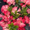 Rhododendron Bruce Briggs Live Plant - Great Red Bloom Shrub - #2 Container Size - Outdoor - Image 1