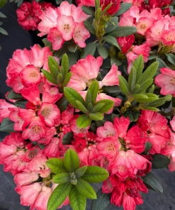 Rhododendron Bruce Briggs Live Plant - Great Red Bloom Shrub - #2 Container Size - Outdoor - Image 1