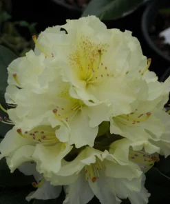 Rhododendron Capistrano Live Plant – Yellow Blooms – Evergreen Shrub – #2 Container - Image 2