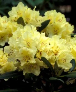Rhododendron Capistrano Live Plant – Yellow Blooms – Evergreen Shrub – #2 Container - Image 3