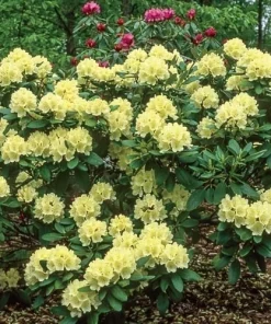 Rhododendron Capistrano Live Plant – Yellow Blooms – Evergreen Shrub – #2 Container - Image 4
