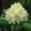 Rhododendron Capistrano Live Plant – Yellow Blooms – Evergreen Shrub – #2 Container - Image 1