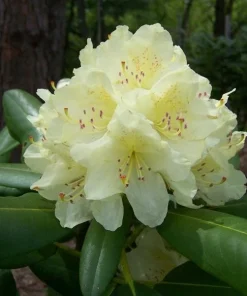 Rhododendron Capistrano Live Plant – Yellow Blooms – Evergreen Shrub – #2 Container - Image 1