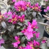 Rhododendron 'Checkmate' Live Plant – Lavender-Pink Flowers – #2 Container Size – Outdoor Shrub - Image 1