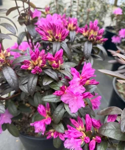 Rhododendron 'Checkmate' Live Plant – Lavender-Pink Flowers – #2 Container Size – Outdoor Shrub - Image 1