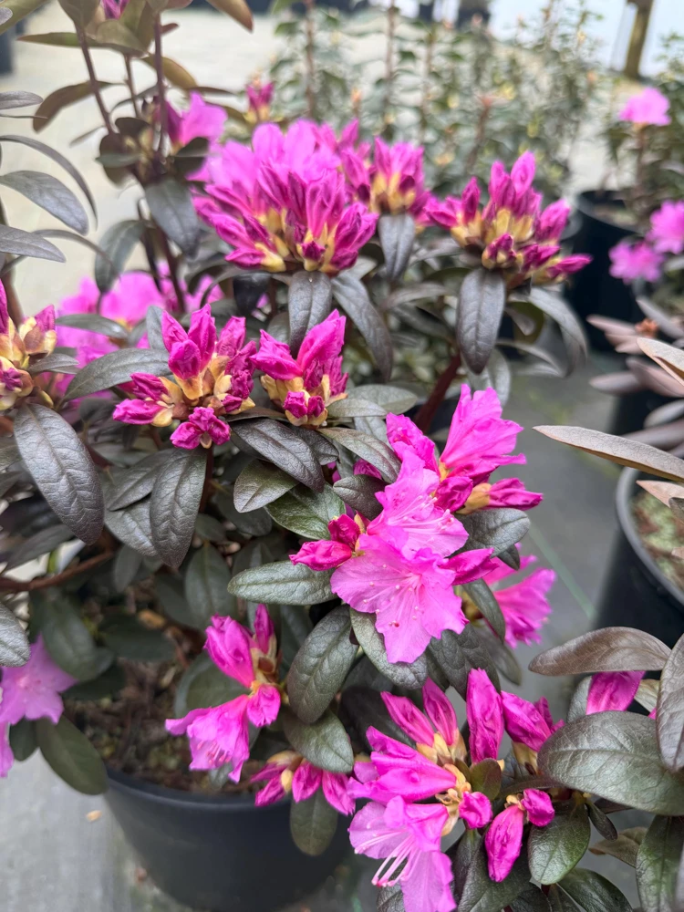 Rhododendron 'Checkmate' Live Plant – Lavender-Pink Flowers – #2 Container Size – Outdoor Shrub - Image 1