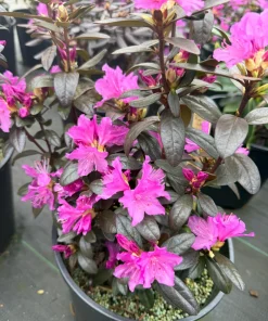 Rhododendron 'Checkmate' Live Plant – Lavender-Pink Flowers – #2 Container Size – Outdoor Shrub - Image 2