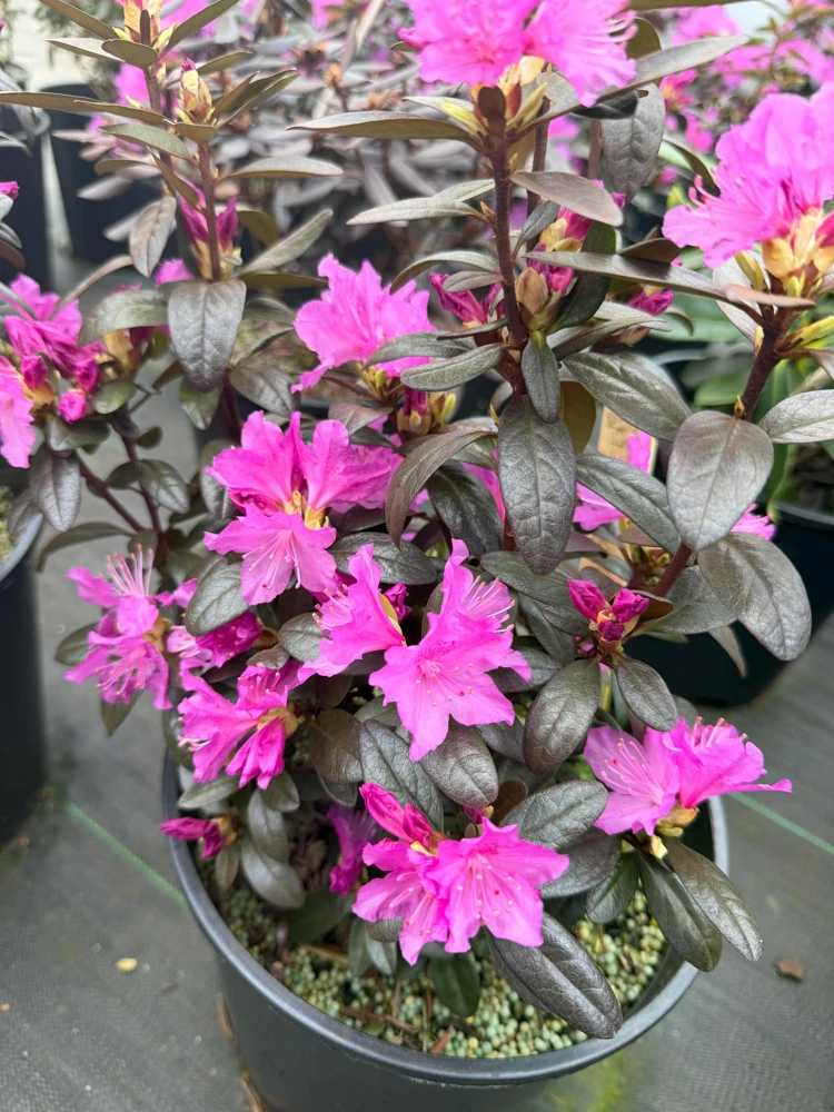 Rhododendron 'Checkmate' Live Plant – Lavender-Pink Flowers – #2 Container Size – Outdoor Shrub - Image 2