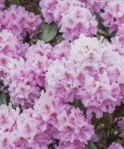 Rhododendron 'Checkmate' Live Plant – Lavender-Pink Flowers – #2 Container Size – Outdoor Shrub - Image 3
