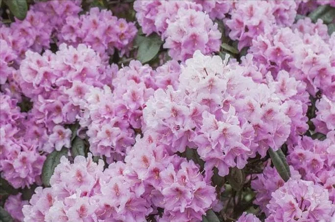 Rhododendron 'Checkmate' Live Plant – Lavender-Pink Flowers – #2 Container Size – Outdoor Shrub - Image 3