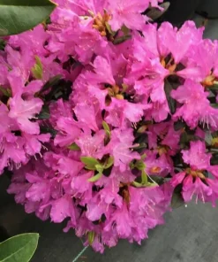 Rhododendron 'Checkmate' Live Plant – Lavender-Pink Flowers – #2 Container Size – Outdoor Shrub - Image 4