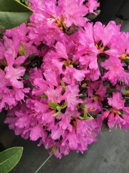 Rhododendron 'Checkmate' Live Plant – Lavender-Pink Flowers – #2 Container Size – Outdoor Shrub - Image 4