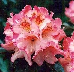 Rhododendron 'Coral Mist' Live Plant - Pink & Orange Blossoms - 3" Wide Flowers - #2 Container - Image 2
