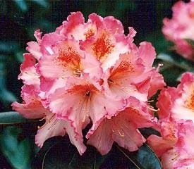 Rhododendron 'Coral Mist' Live Plant - Pink & Orange Blossoms - 3" Wide Flowers - #2 Container - Image 2