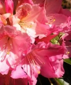 Rhododendron 'Coral Mist' Live Plant - Pink & Orange Blossoms - 3