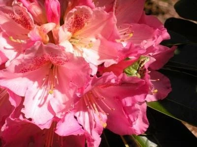 Rhododendron 'Coral Mist' Live Plant - Pink & Orange Blossoms - 3" Wide Flowers - #2 Container - Image 3