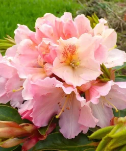 Rhododendron 'Coral Mist' Live Plant - Pink & Orange Blossoms - 3