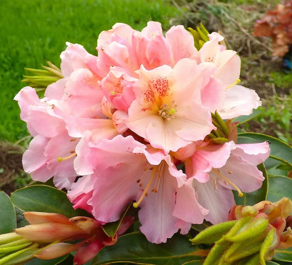 Rhododendron 'Coral Mist' Live Plant - Pink & Orange Blossoms - 3" Wide Flowers - #2 Container - Image 4
