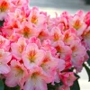 Rhododendron 'Coral Mist' Live Plant - Pink & Orange Blossoms - 3" Wide Flowers - #2 Container - Image 1