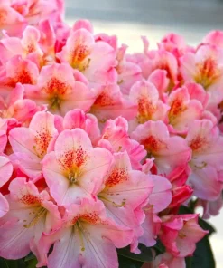 Rhododendron 'Coral Mist' Live Plant - Pink & Orange Blossoms - 3" Wide Flowers - #2 Container - Image 1