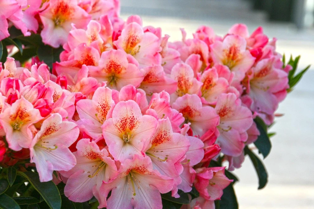 Rhododendron 'Coral Mist' Live Plant - Pink & Orange Blossoms - 3" Wide Flowers - #2 Container - Image 1