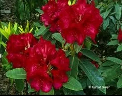 Rhododendron 'Crimson Pippin' vibrant red Blooms Rhododendron Flowers Plant- #1 Container Size Plant - Image 2