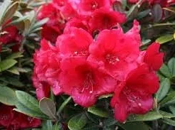 Rhododendron 'Crimson Pippin' vibrant red Blooms Rhododendron Flowers Plant- #1 Container Size Plant - Image 3
