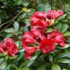 Rhododendron 'Crimson Pippin' vibrant red Blooms Rhododendron Flowers Plant- #1 Container Size Plant - Image 1