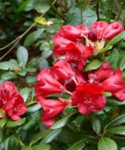 Rhododendron 'Crimson Pippin' vibrant red Blooms Rhododendron Flowers Plant- #1 Container Size Plant - Image 1