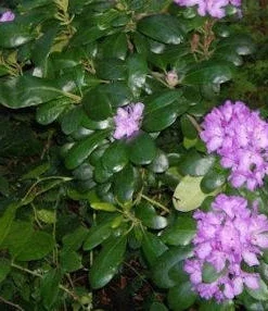 Rhododendron 'Daphnoides' Live Plant – Purple Blooms – #2 Container Size – Outdoor Shrub - Image 2