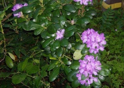 Rhododendron 'Daphnoides' Live Plant – Purple Blooms – #2 Container Size – Outdoor Shrub - Image 2